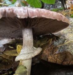 Agaricus hondensis