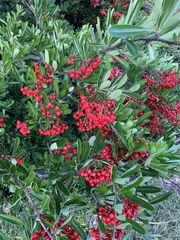 Pyracantha