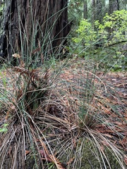 Juncus patens