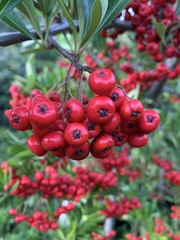 Pyracantha