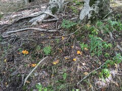 Cantharellus enelensis