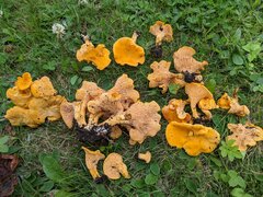 Cantharellus enelensis