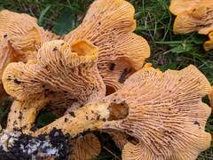 Cantharellus enelensis