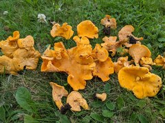 Cantharellus enelensis