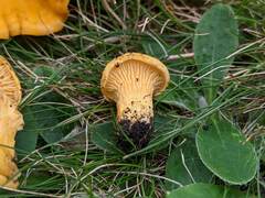 Cantharellus enelensis