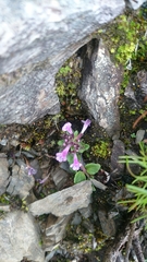 Clinopodium laxiflorum