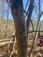 Hamamelis