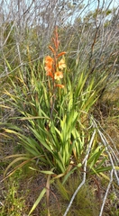 Watsonia meriana