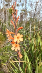 Watsonia meriana