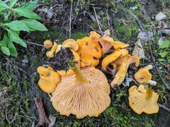 Cantharellus enelensis