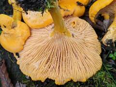 Cantharellus enelensis