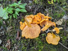 Cantharellus enelensis