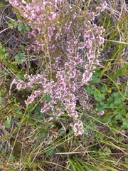 Erica parviflora