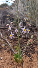 Cyanella hyacinthoides