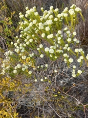 Lachnaea densiflora
