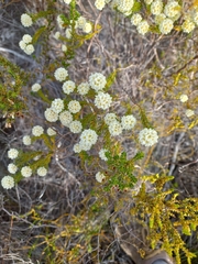Lachnaea densiflora
