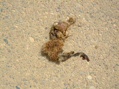 Hemiechinus auritus
