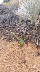 Cyanella hyacinthoides