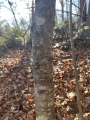 Hamamelis