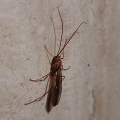 Ophion obscuratus