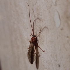 Ophion obscuratus