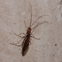 Ophion obscuratus