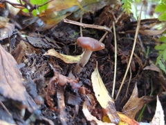 Psilocybe cyanescens