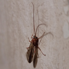 Ophion obscuratus