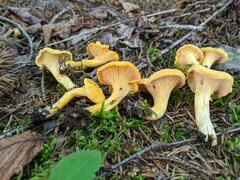 Cantharellus enelensis