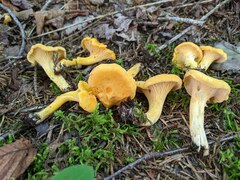 Cantharellus enelensis