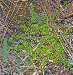 Pyxidanthera barbulata