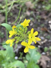 Brassica napus