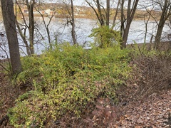 Eleutherococcus sieboldianus