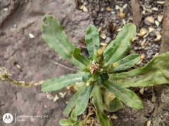 Gamochaeta americana