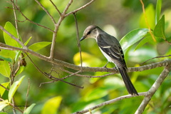 Pericrocotus divaricatus