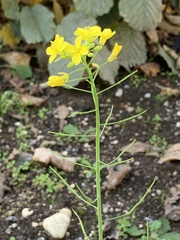 Brassica napus