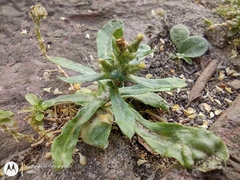 Gamochaeta americana