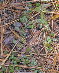 Vaccinium crassifolium