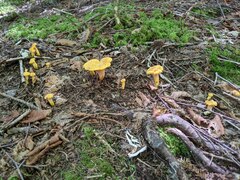 Cantharellus enelensis
