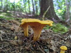 Cantharellus enelensis