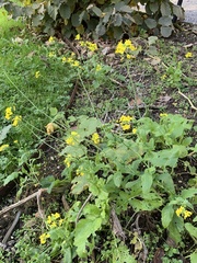 Brassica napus