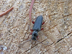 Tetropium castaneum