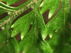 Parapolystichum microsorum pentangulare