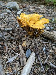 Cantharellus enelensis