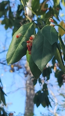 Euonymus