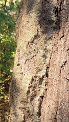 Euonymus