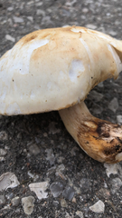 Agrocybe praecox