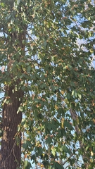 Euonymus