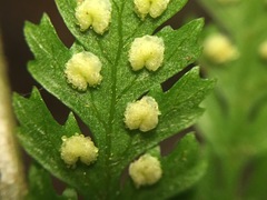 Parapolystichum microsorum pentangulare