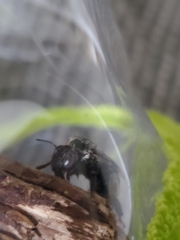 Anthophora californica